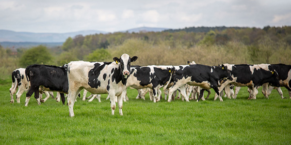 Dairy Fertility and Production